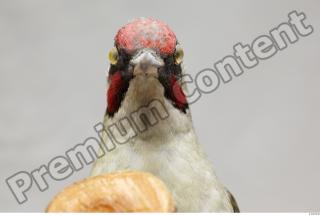 Green Woodpecker - Picus viridis 0018